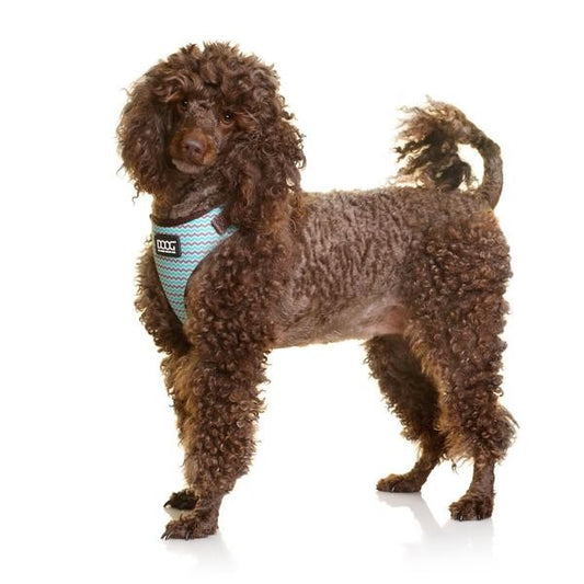 DOOG Neoflex Dog Harness Benji