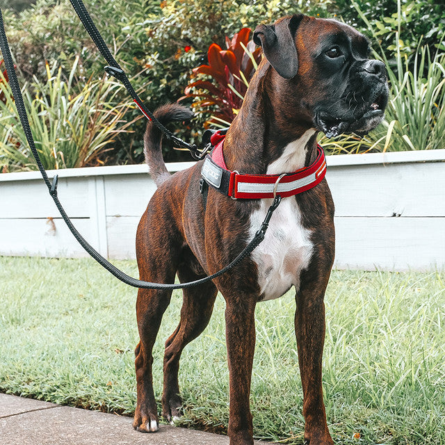 EzyDog Up Front D-Ring Attachment
