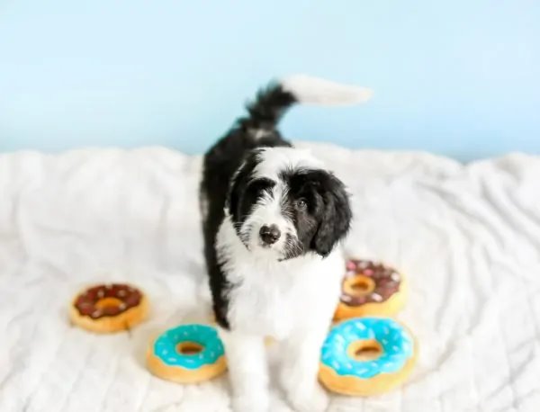 ZippyPaws Mini Donutz Blueberry