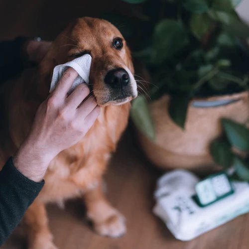 Beco Bamboo Dog Wipes Coconut Scented 80pk