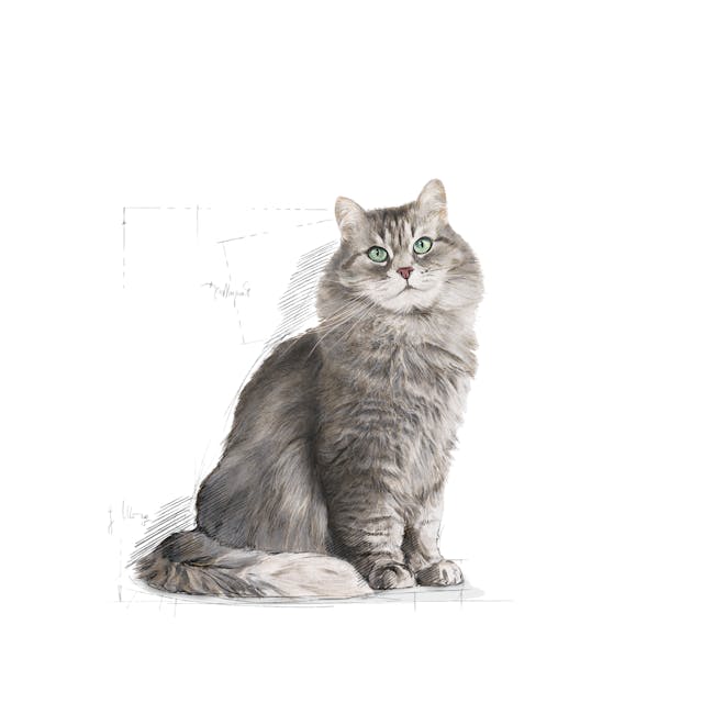 Royal Canin Sensible Cat Dry Food Bag