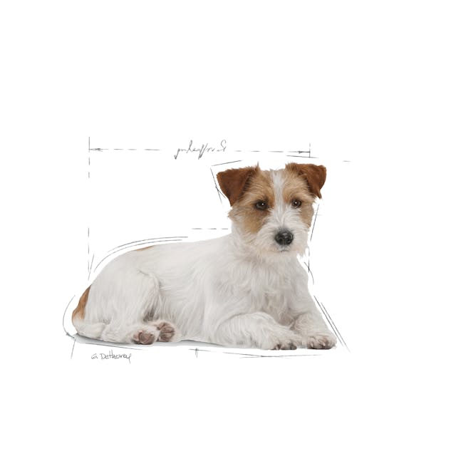 Royal Canin Mini Ageing 12+ Dog Wet Food Pouches in Gravy 85g x 10