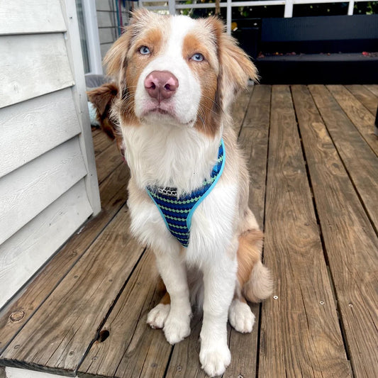 DOOG Neoflex Dog Harness Pluto