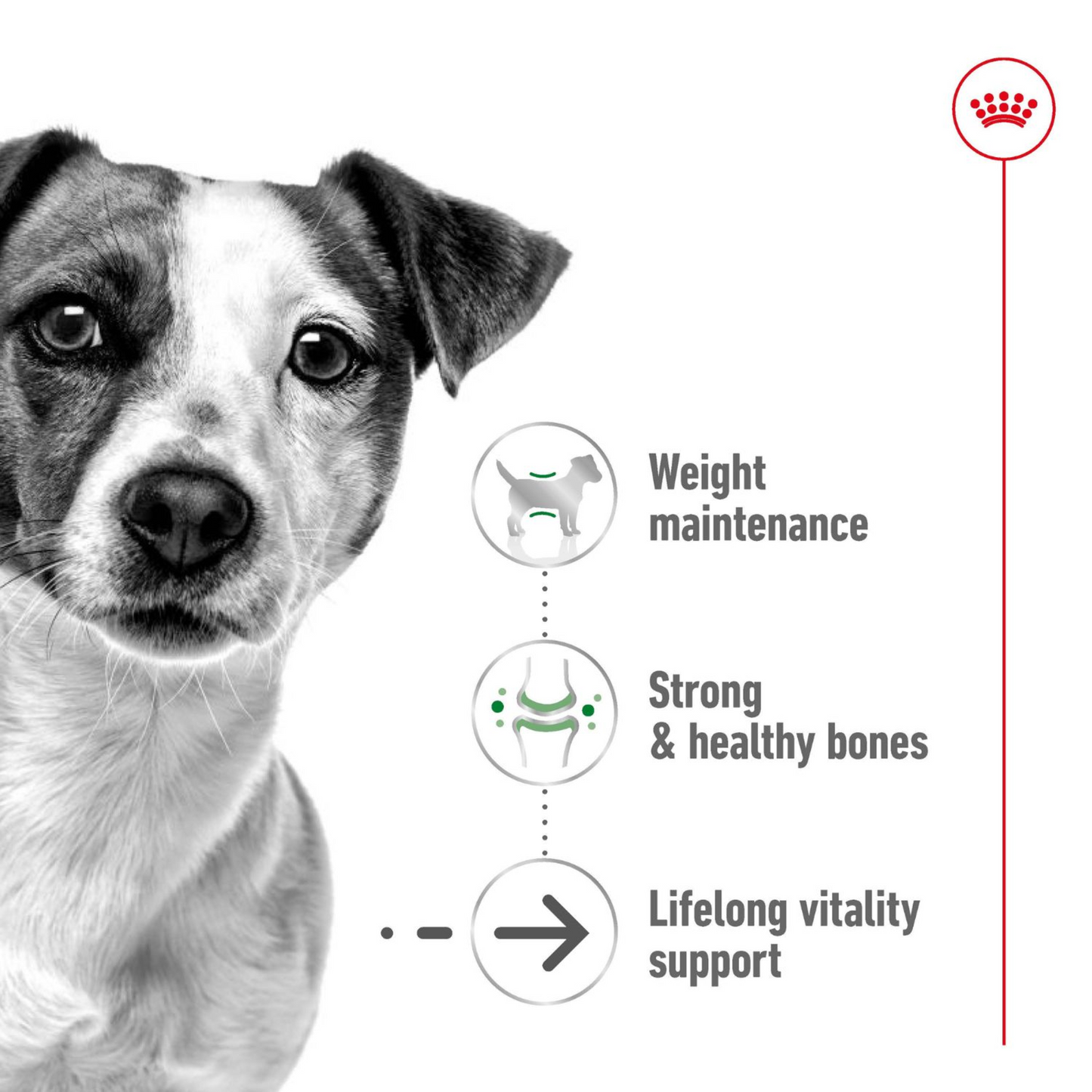 Royal Canin Mini Ageing 12+ Dry Dog Food