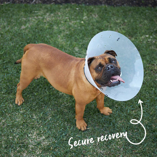 Kazoo Recovery Vet Collar Clear