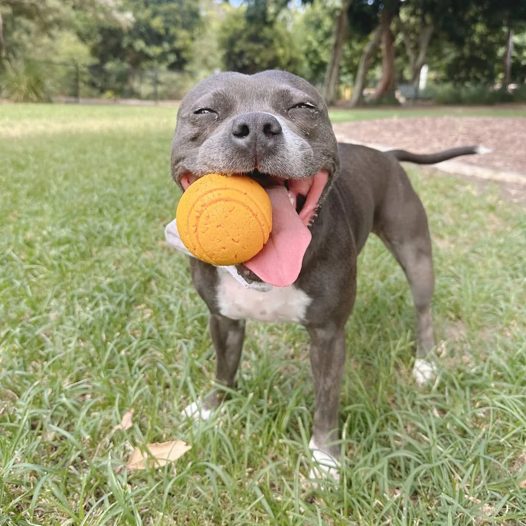 Happy Staffy Co. Duraball Purple