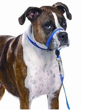 Gentle Leader Head Collar