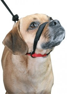 Sporn Head Halter