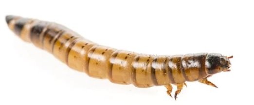 Live Superworms 100g (PICK UP ONLY)