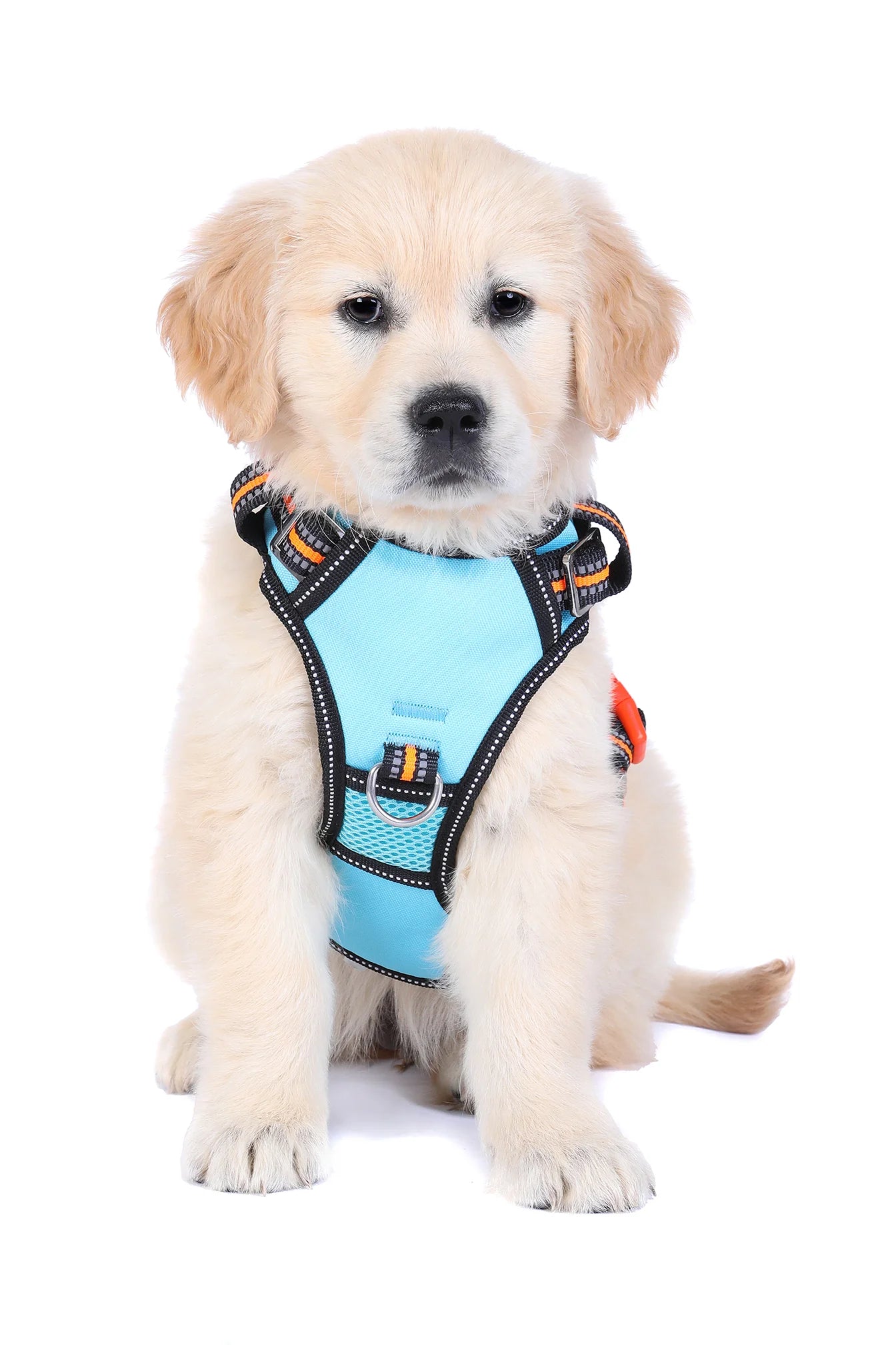 DOOG Neotech Harness Rin Tin Tin