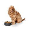 Snooza Concrete Pet Bowl Charcoal