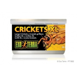 Exo Terra Crickets XLarge 34g
