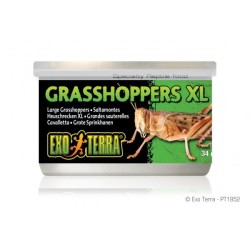 Exo Terra Wild Grasshoppers XLarge 34g