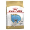 Royal Canin French Bulldog Puppy Junior Dry Food 3kg