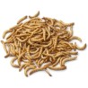 Live Meal Worm 100g