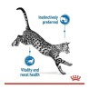 Royal Canin Indoor Sterilised Wet Food for Cats 7+ in Gravy