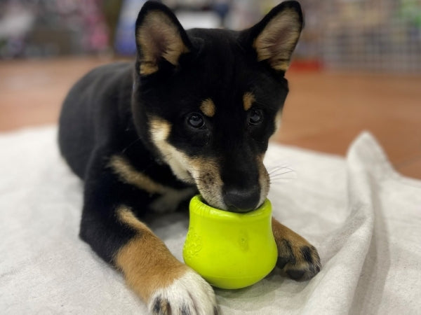 Why Mental Enrichment Matters for Dogs (and How to Get Started)
