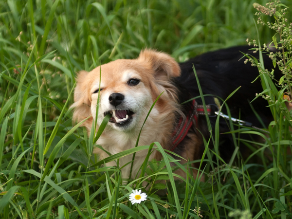 Why Do Dogs Eat Grass? (5 Surprising Reasons & When to Worry)