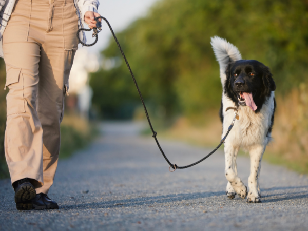 Why Loose Leash Walking Matters