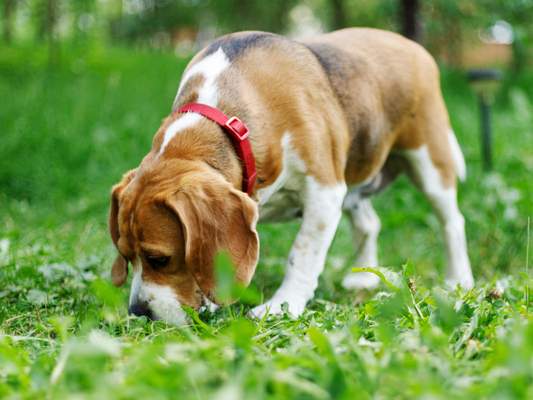 What Is a Sniff Walk?