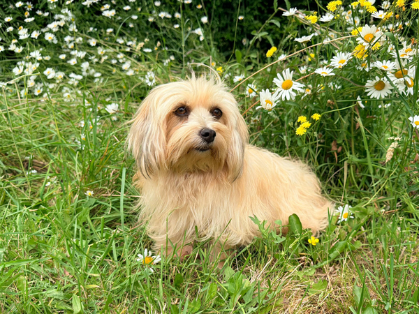 Is Your Backyard Making Your Pet Itch? 5 Spring Hazards Hiding in Your Yard