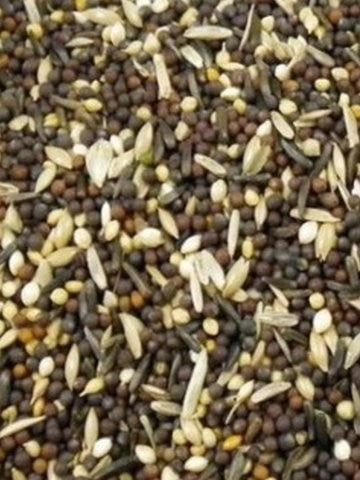Avigrain Plain Canary Seed