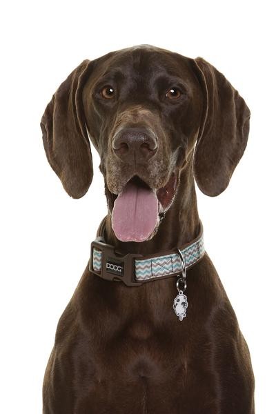 DOOG Benji Neoprene Dog Collar