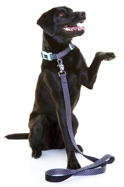 DOOG Pongo Neoprene Dog Collar