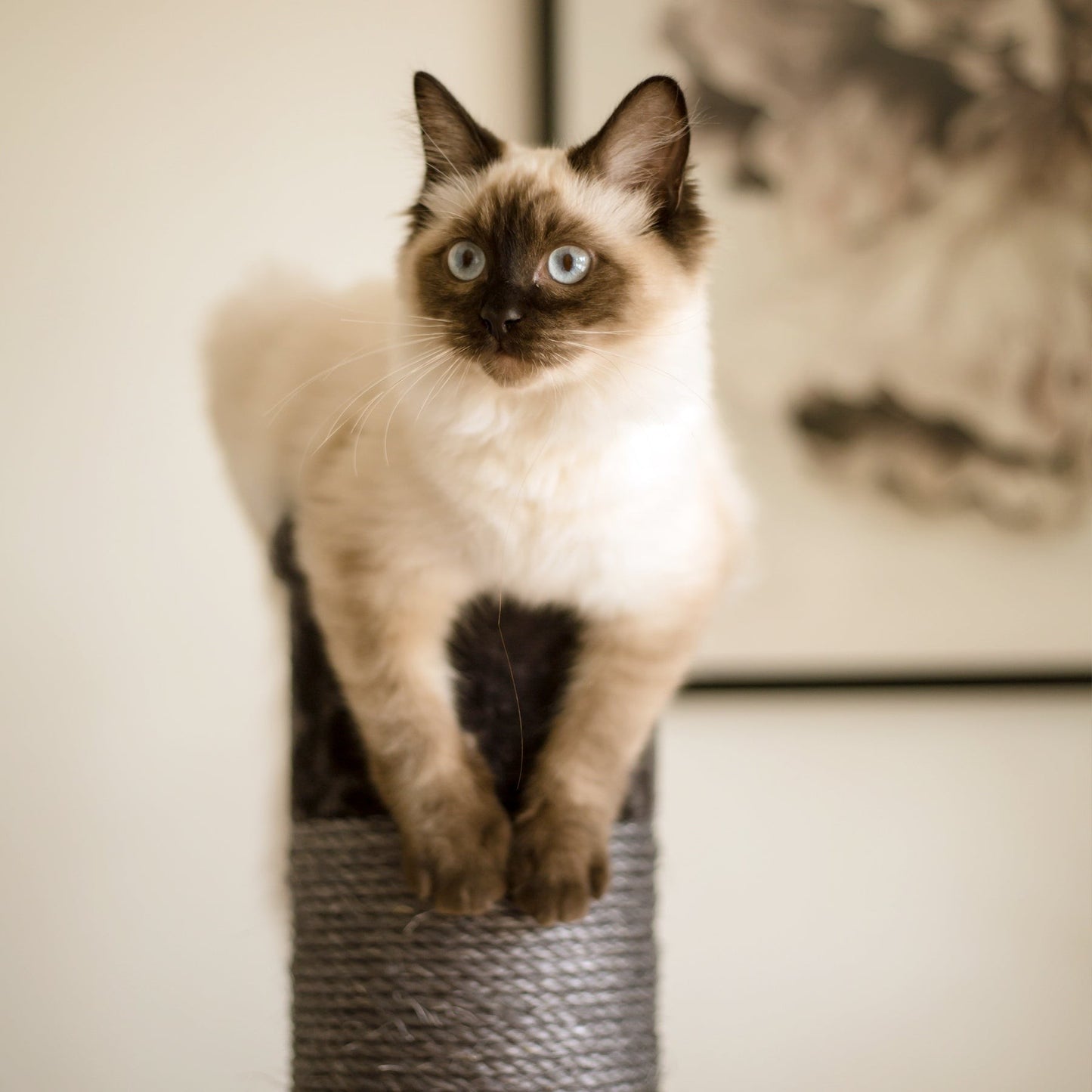 Kazoo Scratch Post Black Plush (Small)