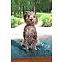 Dirty Dog Doormat Large Grey 89 x 66cm