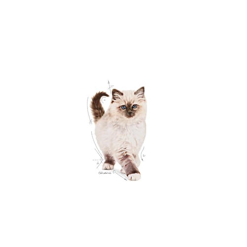 Royal Canin Kitten Cat Dry Food Bag