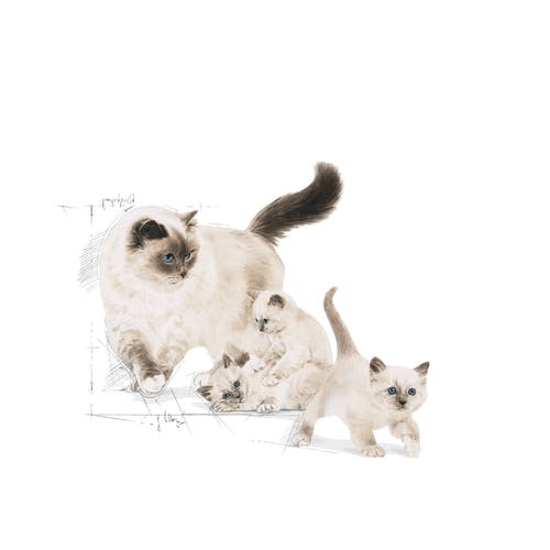 Royal Canin Mother & Baby Cat Dry Food Bag