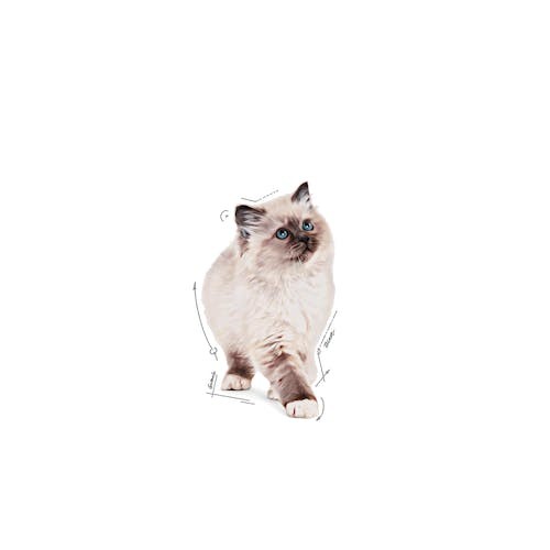 Royal Canin Kitten Instinctive Cat Wet Food Pouches in Jelly