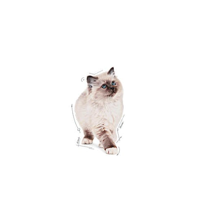 Royal Canin Kitten Instinctive Cat Wet Food Pouches in Jelly