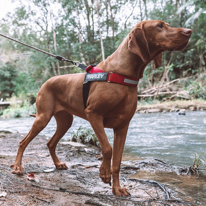 EzyDog Express Harness Black