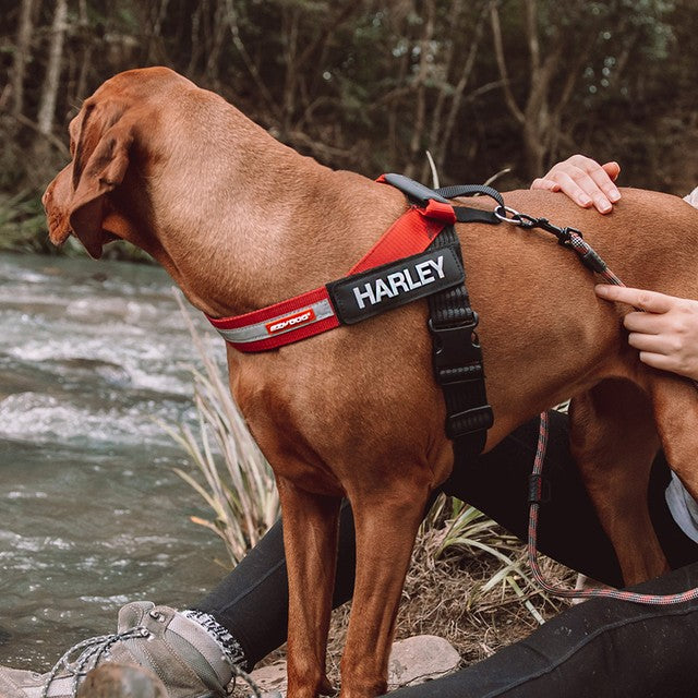 EzyDog Express Harness Black