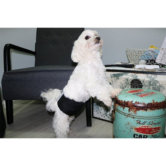 Zeez Washable Male Wrap