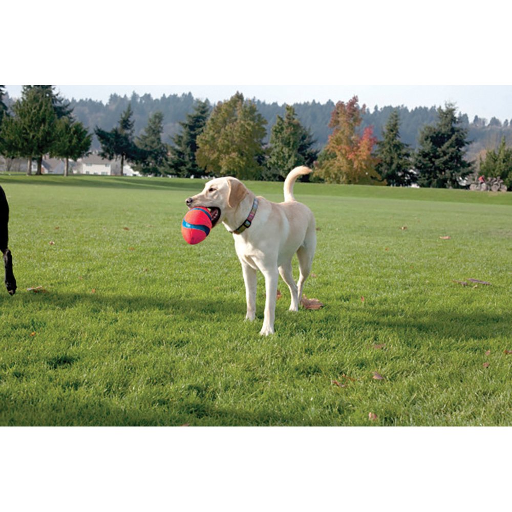 Chuckit! Fumble Fetch
