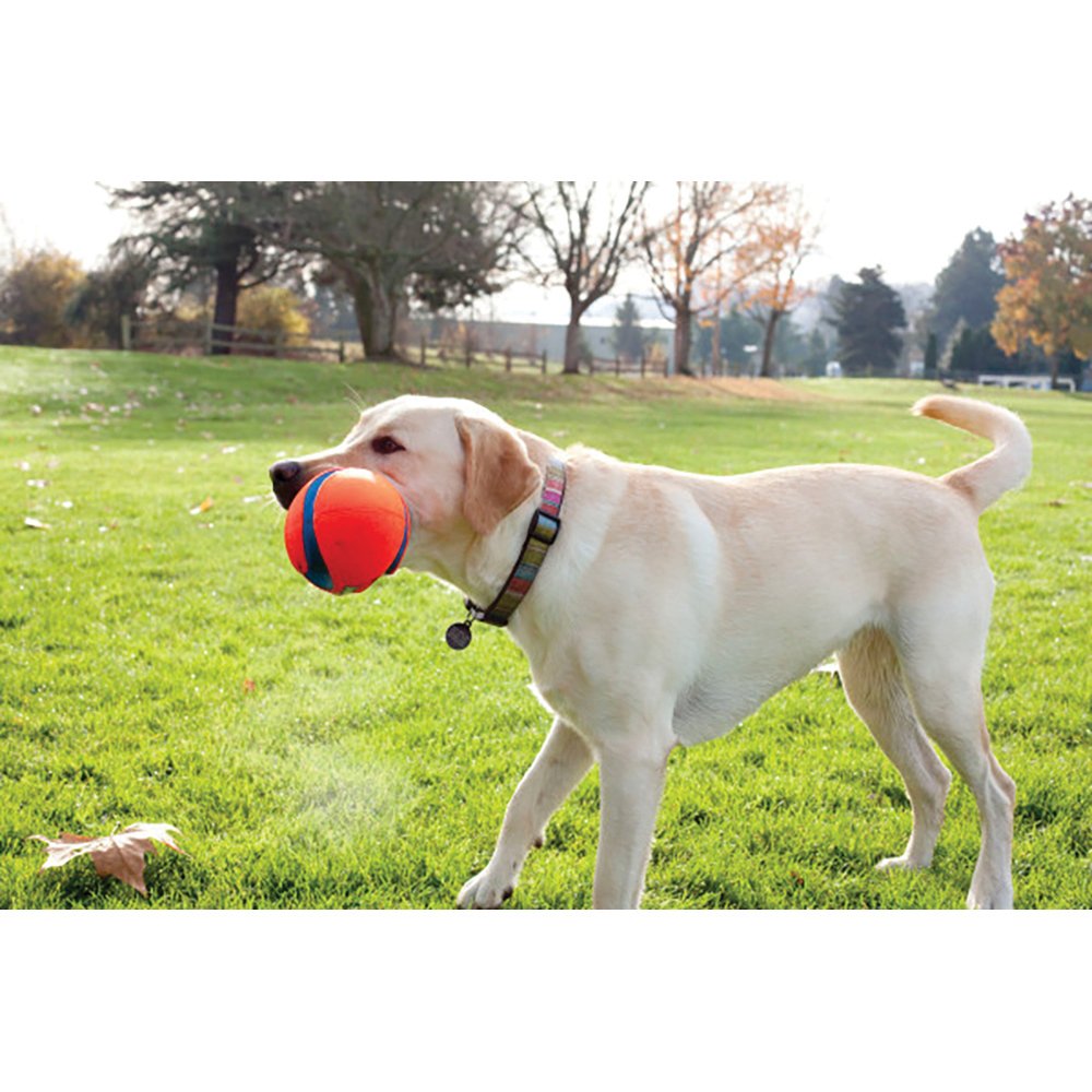 Chuckit! Fumble Fetch