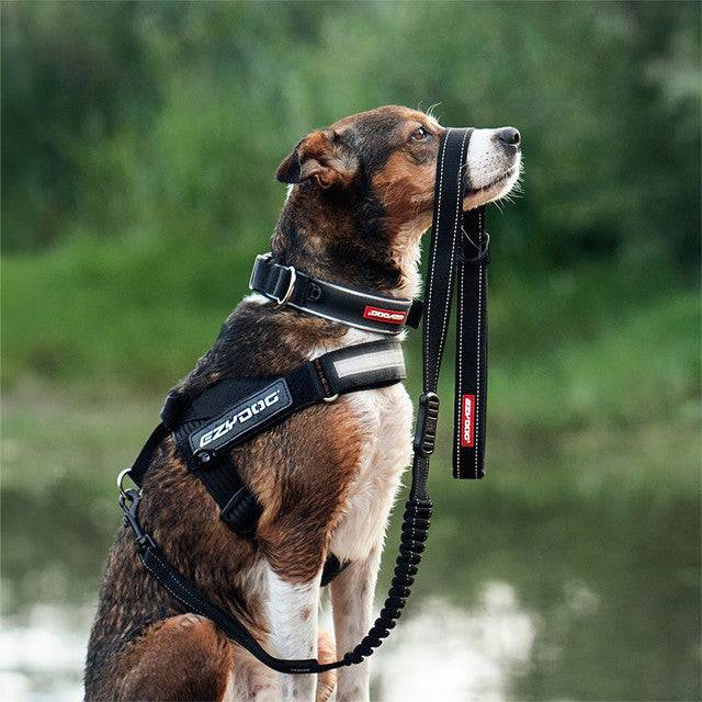 EzyDog Express Harness Black