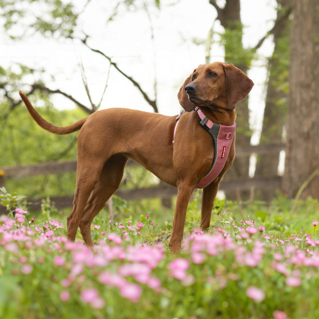 EzyDog X-Link Harness