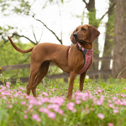 EzyDog X-Link Harness