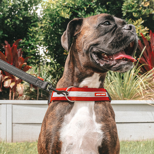 EzyDog Up Front D-Ring Attachment