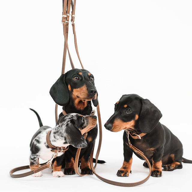EzyDog Classic Collar Oxford Leather Brown
