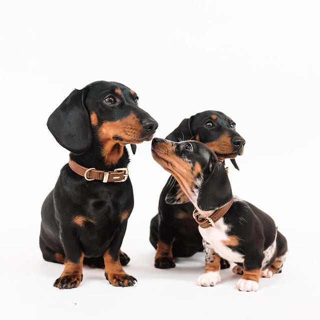 EzyDog Classic Collar Oxford Leather Brown