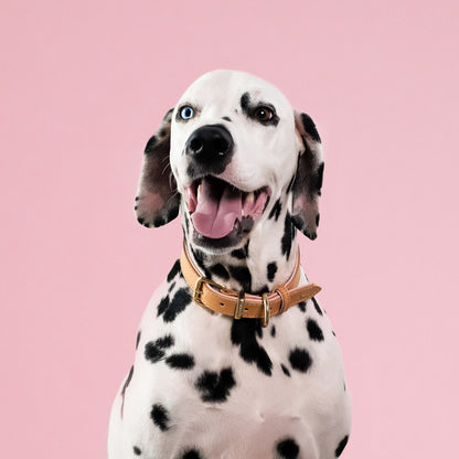 EzyDog Classic Collar Oxford Leather Blush