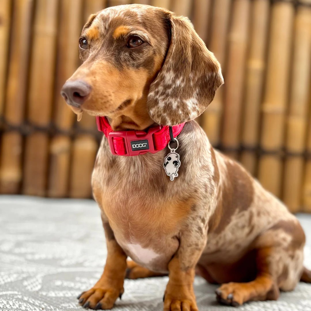 DOOG Neosport Neoprene Dog Collar Red