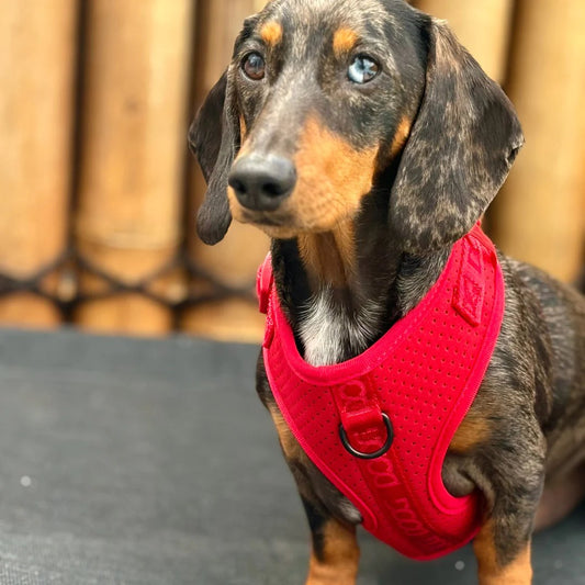DOOG Neosport Soft Harness Red