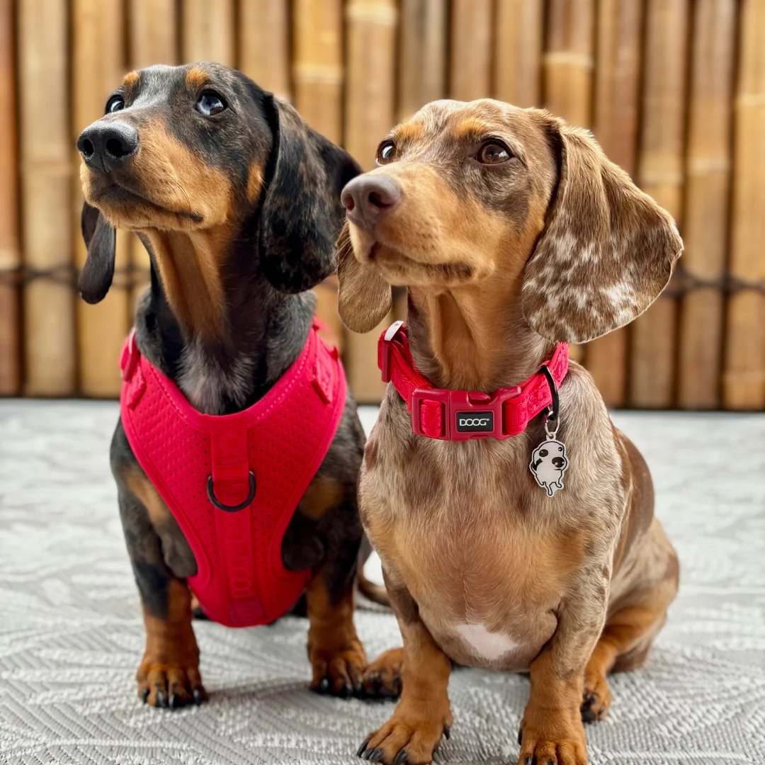 DOOG Neosport Soft Harness Red