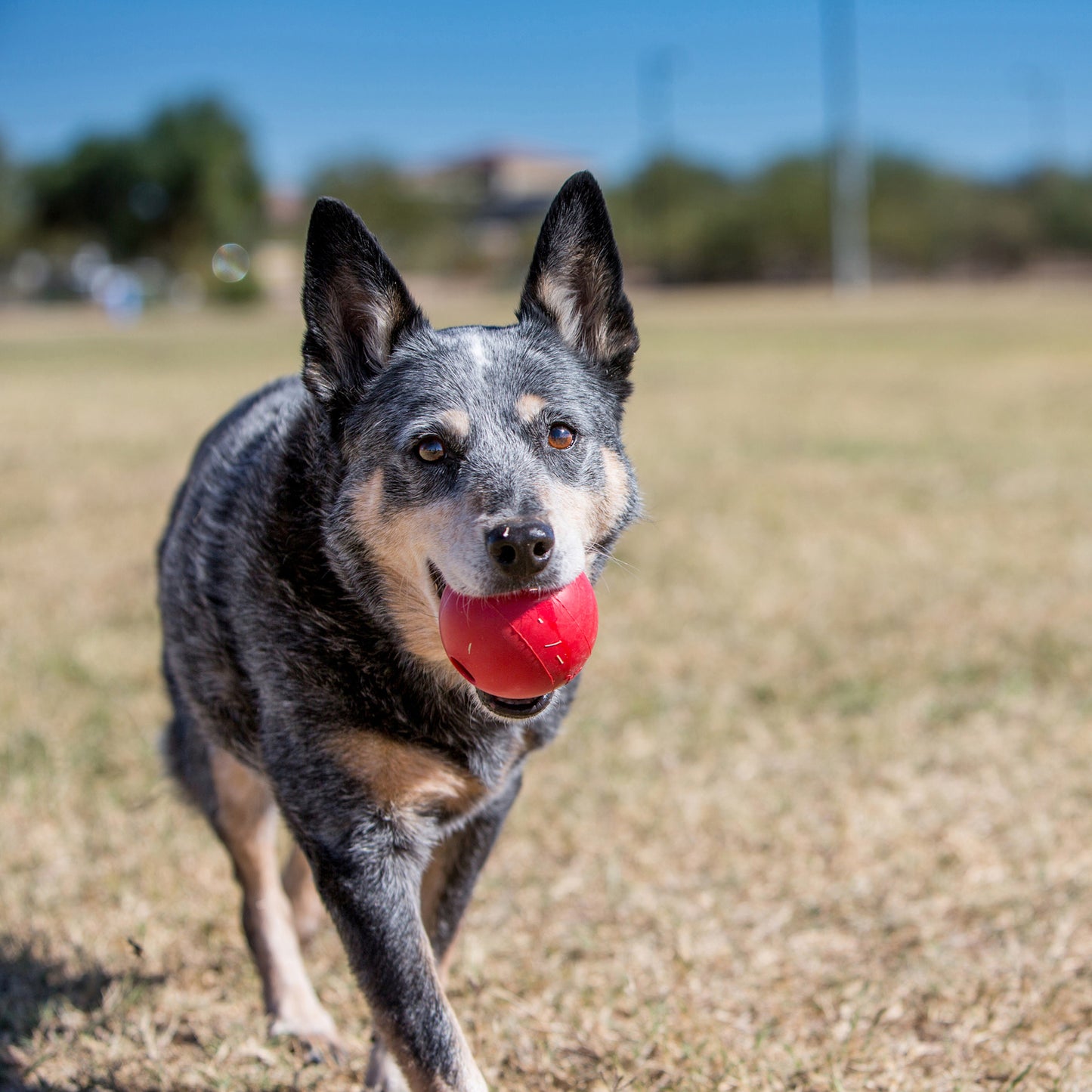 KONG Ball w/Hole